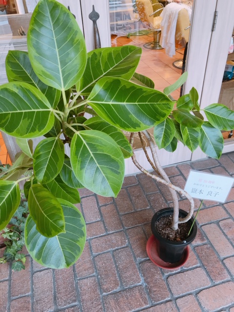 お客様よりいただきました☆